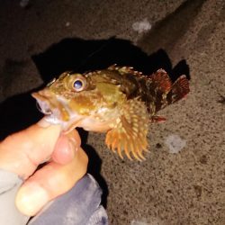 マイカ釣のつもりが